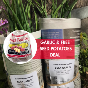 Garlic 50 Plants Free 1kg Seed Potatoes